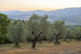 Olive trees growing in the tuscan landscape at sunset, Chianti Region, Tuscany, Italy, Europe