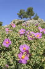 Cotton rock rose (Cistus albidus) in early summer in Skrubland, purple flowers with a blue sky in