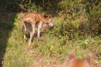 One New Guinea singing dog or New Guinea Highland dog (Canis hallstromi) (Canis dingo hallstromi,