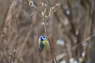 Blue tit (Cyanistes caeruleus) on a seed branch of an evening primrose (Oenothera), Bavaria,