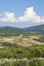 Tuscan landscape, country estate with vineyards, forests, olive trees and cypresses in Chianti,