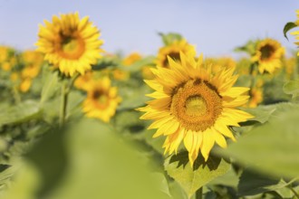 Sunflowers (Helianthus annuus) in bloom in a sunflower field, Hirschstein, Saxony, Germany, Europe