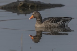 Greylag goose (Anser anser) swimming on a pond in a nature reserve. Lower Rhine, Alsace, France,