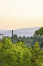 Tuscan landscape at sunrise, country estate with vineyards, forests, olive trees and cypresses in