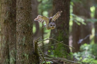 One tawny owl or brown owl (Strix aluco) flying through a dense forest