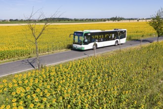 VGM bus line 446 from Riesa to Meißen between sunflower fields near Hirschstein, Saxony, Germany,