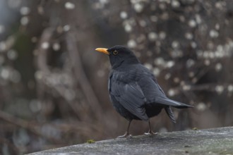 Blackbird (Turdus merula) on a patio table, Bavaria, Germany, Europe