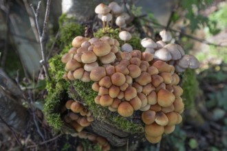 Kuehneromyces mutabilis (Kuehneromyces mutabilis) and Mycena zephirus (Mycena zephirus) on a tree