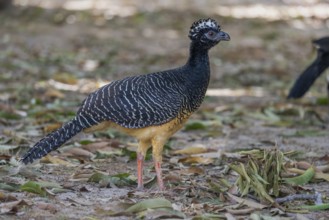 Bare-faced Hokko (Crax fasciolata), f, Pantanal, Brazil, South America