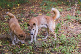 Two New Guinea singing dog or New Guinea Highland dog (Canis hallstromi) (Canis dingo hallstromi,