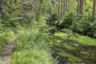 Hiking trail along the Kirnitzsch river in the Kirnitzschtal valley, Sebnitz, Saxon Switzerland,