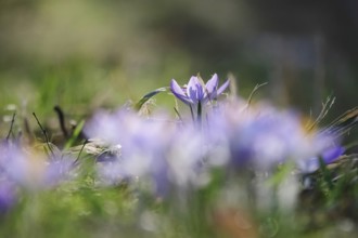 Crocuses, February, Germany, Europe