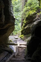 Hiking trail in the Kirnitzschklamm gorge, Sebnitz, Saxon Switzerland, Saxony, Germany, Europe