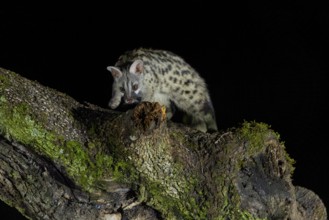 Small spotted genet (Genetta genetta), at night, on a branch, Andalusia, Spain, Europe