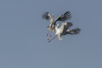 Two white storks (ciconia ciconia) fighting in flight. Lower Rhine, Alsace, France, Europe