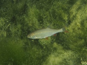 A rudd (Scardinius erythrophthalmus), redfin, roach, roteli, roach, red lead, swimming through