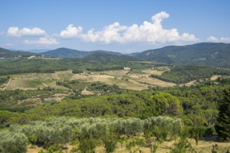 Tuscan landscape, country estate with vineyards, forests, olive trees and cypresses in Chianti,