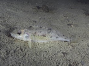 A ruffe (Gymnocephalus cernua) lying on a sandy lake bottom, dive site Schoggiwand, Lake Zurich,