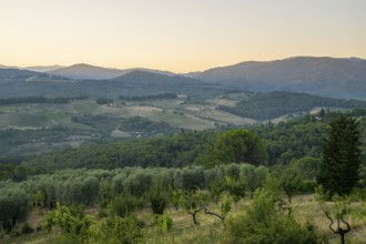 Tuscan landscape at sunrise, country estate with vineyards, forests, olive trees and cypresses in