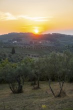 Tuscan landscape at sunset, country estate with olive trees in Chianti, Chianti Region, Tuscany,