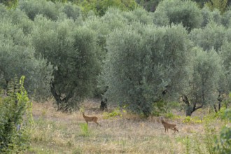 Roe deer (Capreolus capreolus) standing between Olive trees growing in the tuscan landscape at