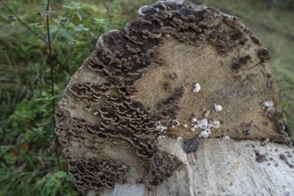 Tree fungi (xylobiont) on a tree stump, Franconia, Bavaria, Germany, Europe