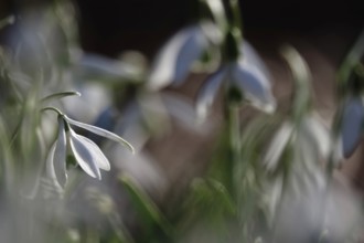 Snowdrops (Galanthus), February, Germany, Europe