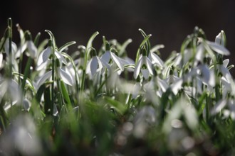 Snowdrops (Galanthus), February, Germany, Europe