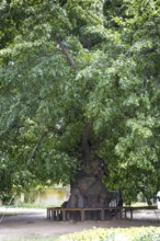 Very old summer lime tree (Tilia platyphyllos) in the churchyard of the Emmaus Church in Kaditz,