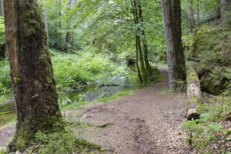 Hiking trail along the Kirnitzsch river in the Kirnitzschtal valley, Sebnitz, Saxon Switzerland,