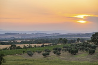 Tuscan landscape at sunset, country estate with olive trees and field, Tuscany, Italy, Europe