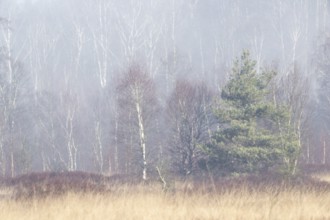 Moorland in the fog, Emsland, Lower Saxony, Germany, Europe