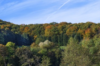 Mixed forest in autumn colours, Egloffstein, Upper Franconia, Bavaria, Germany, Europe