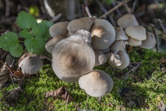 Rusty helminth (Mycena zephirus), Bavaria, Germany, Europe