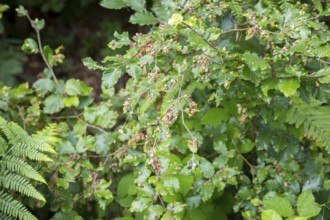 Leaves of beech (Fagus), infested by the beech gall midge (Mikiola fagi), a species of gall midge