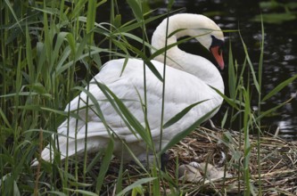 Mute swan (Cygnus olor) with eggs, clutch in nest