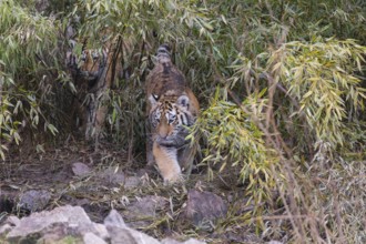 One young Siberian Tiger, Panthera tigris altaica walking out of dense green vegetation