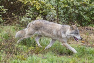 An adult grey wolf (Canis lupus lupus) runs through the dense undergrowth at the edge of the forest