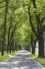 Oak avenue between Uhyst (Spree) and Mönau, Upper Lusatia, Saxony, Germany, Europe