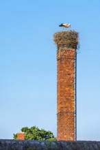 White stork building a nest on a brick chimney, Jerichow, Altmark, Saxony-Anhalt, Germany, Europe