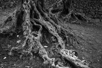 Root, trunk, olive tree, olive grove, artist village Deià, Tramuntana mountains, Serra de