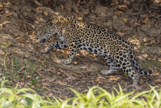 Jaguar (Panthera onca) on a steep bank, Pantanal, Brazil, South America