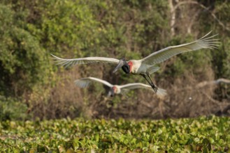 Jabiru (Jabiru mycteria), 2 birds approaching Pantanal, Brazil, South America