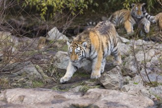 Three young Siberian Tiger, Panthera tigris altaica walking out of dense green vegetation