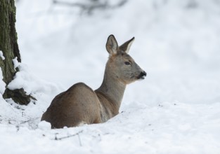 Roe deer (Capreolus capreolus), doe with winter coat lying in the snow in winter and looking