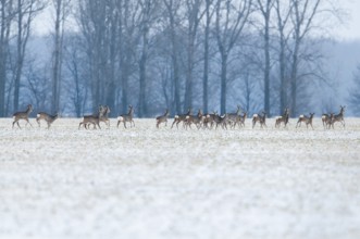 Roe deer (Capreolus capreolus) a group, a jump Roe deer running across a snowy field in winter,