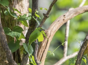 Golden-fronted Leafbird (Chloropsis aurifrons), Kaeng Krachan National Park, Thailand, Asia