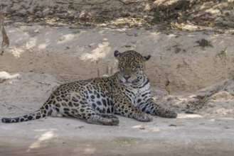 Jaguar (Panthera onca) lying on sandy shore, Pantanal, Brazil, South America