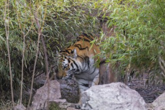 One adult female Siberian Tiger, Panthera tigris altaica walking out of dense green vegetation