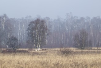 Moorland in the fog, Emsland, Lower Saxony, Germany, Europe